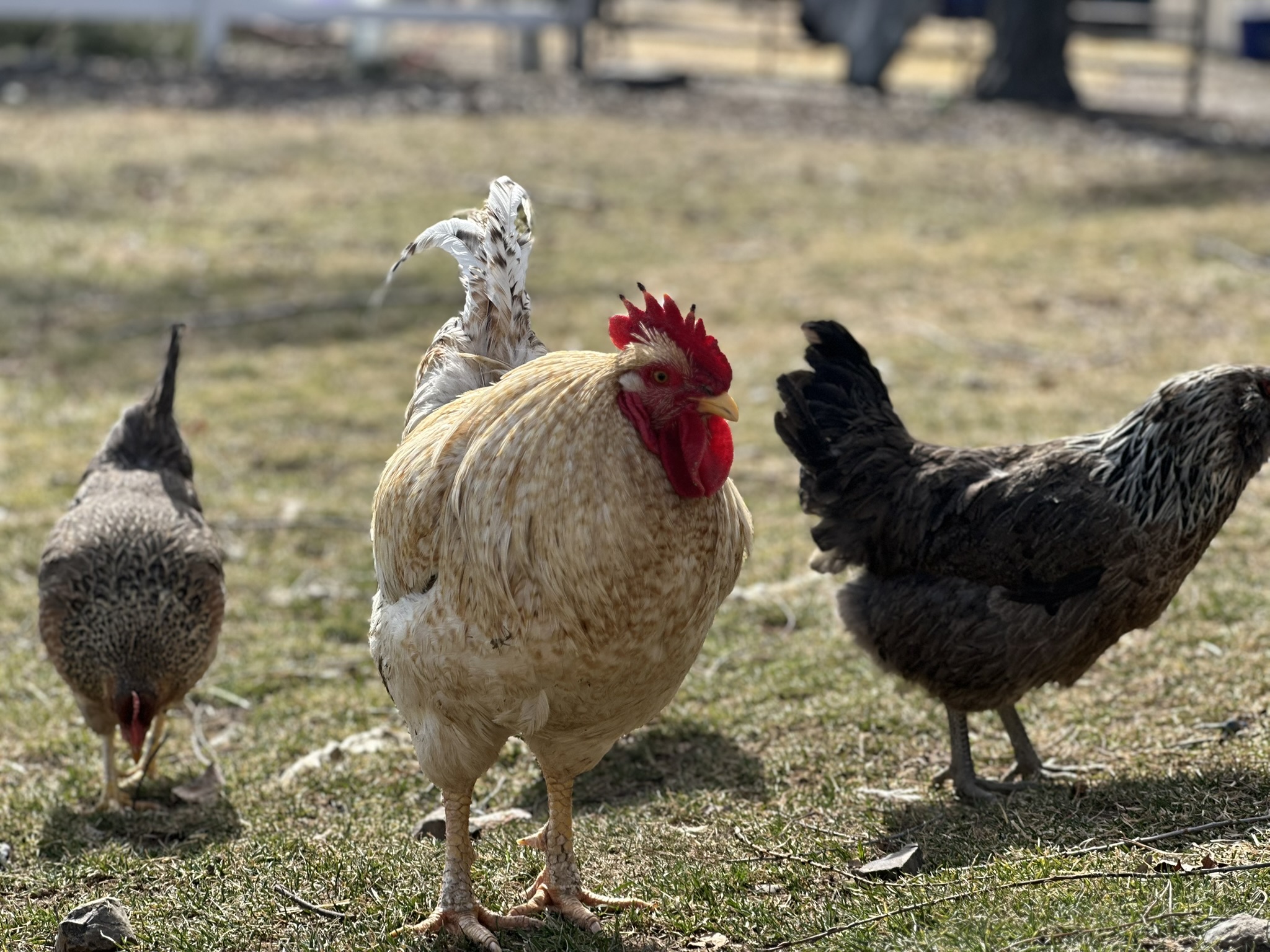 A cream rooster and two hens foraging on grass