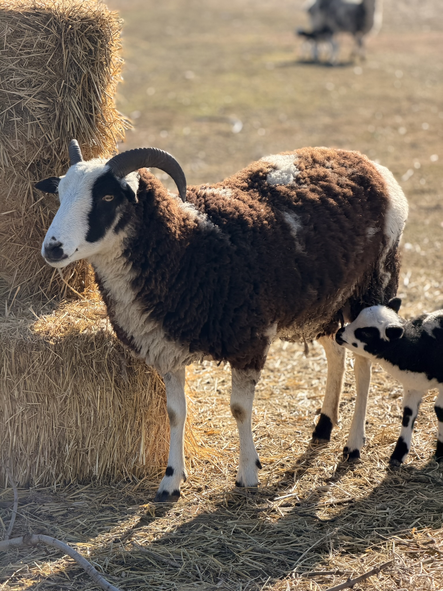 A four-horned Jacob ewe standing in dry brush, her lamb lying at her feet