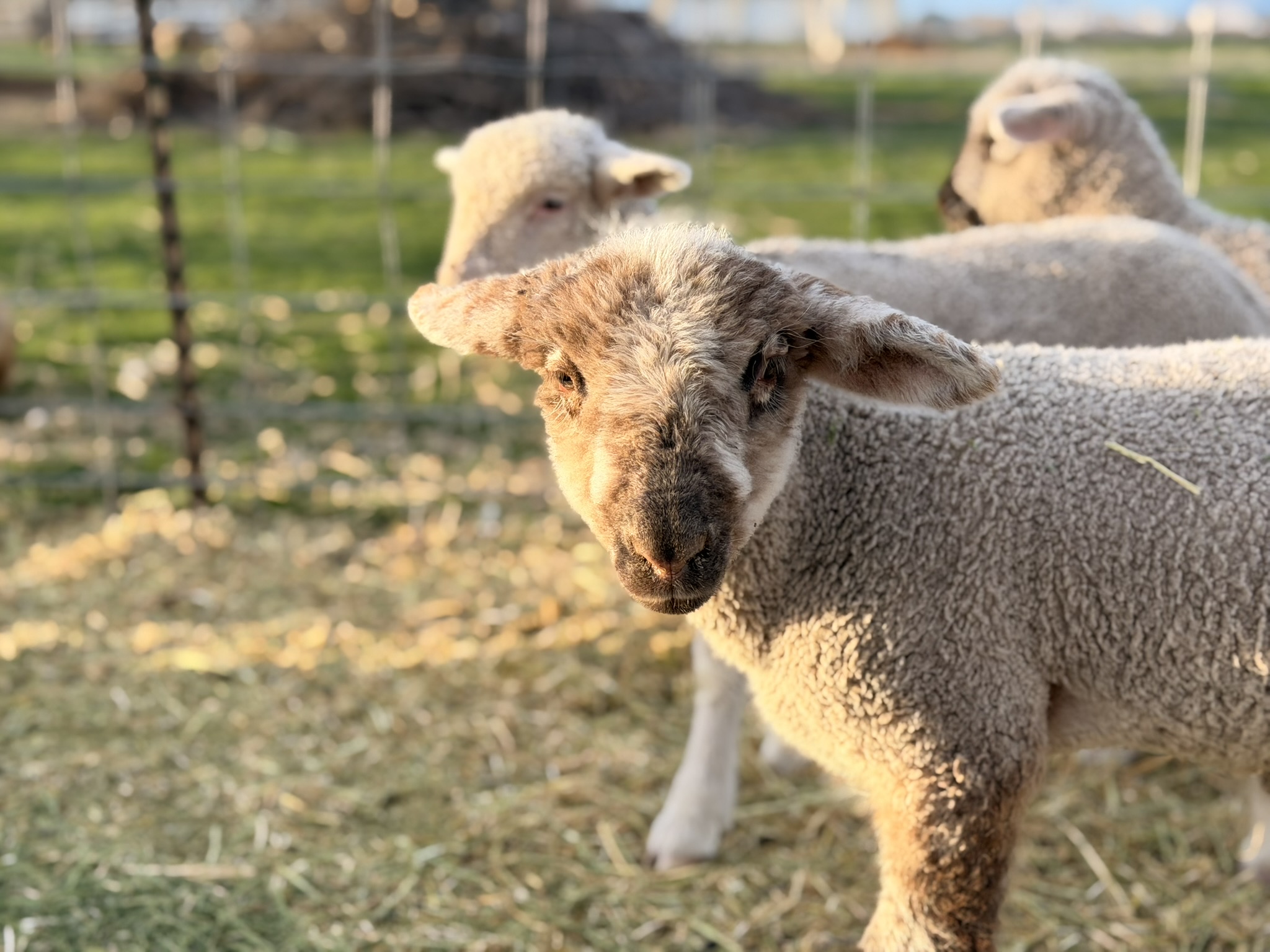 A lamb standing in evening light with the flock behind it