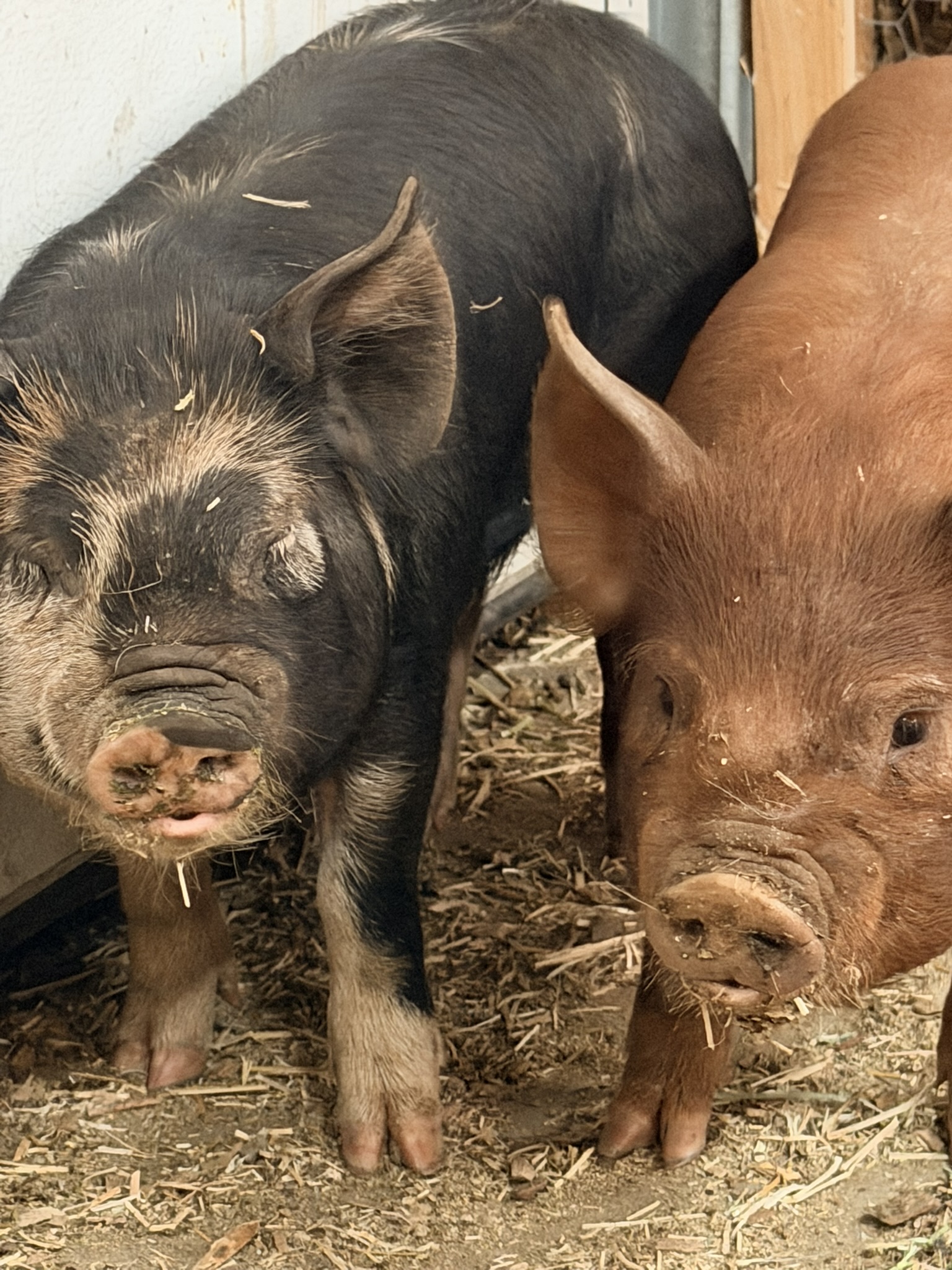 Two Idaho Pasture Pigs, one black and one red, nosing straw