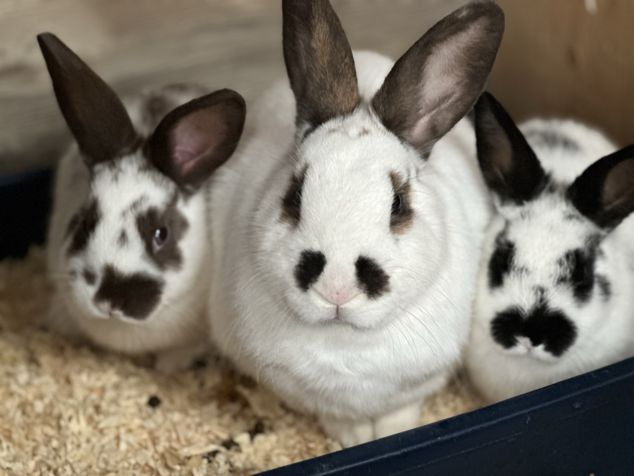 Three spotted rabbits side by side in a bedded pen