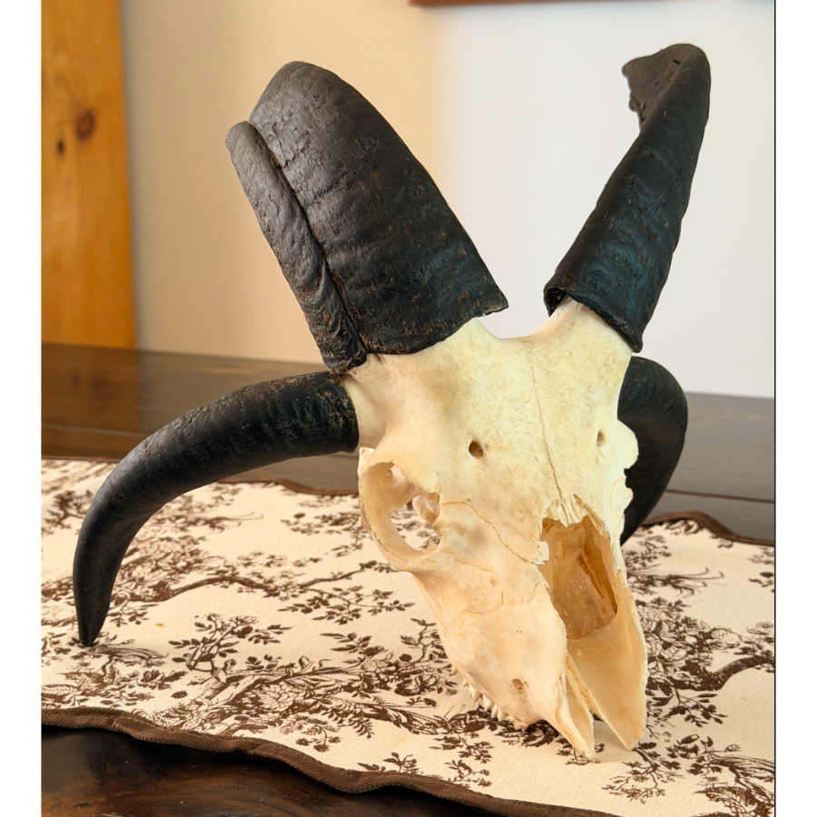 A whitened Jacob ram skull with four horns, resting on a table runner